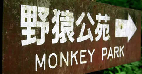 Japanese Snow Monkeys Park in Nagano, Japan (Jigokudani Monkey Park or Jigokudani Yaen Kōen)
